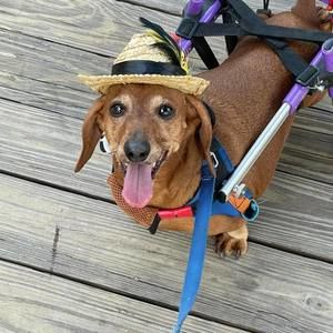 Meet your Posher, Carrie